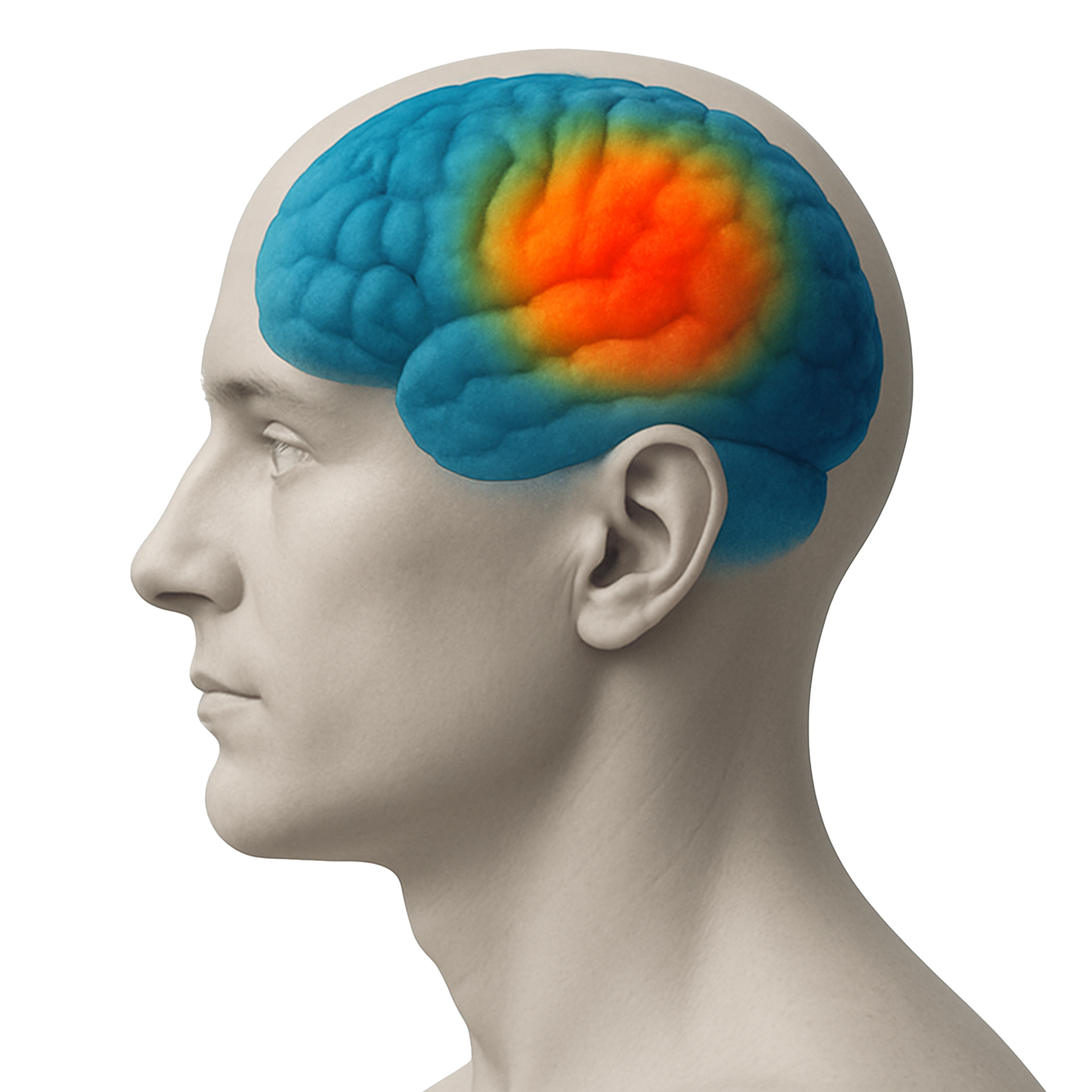 3D Brain with Heatmap