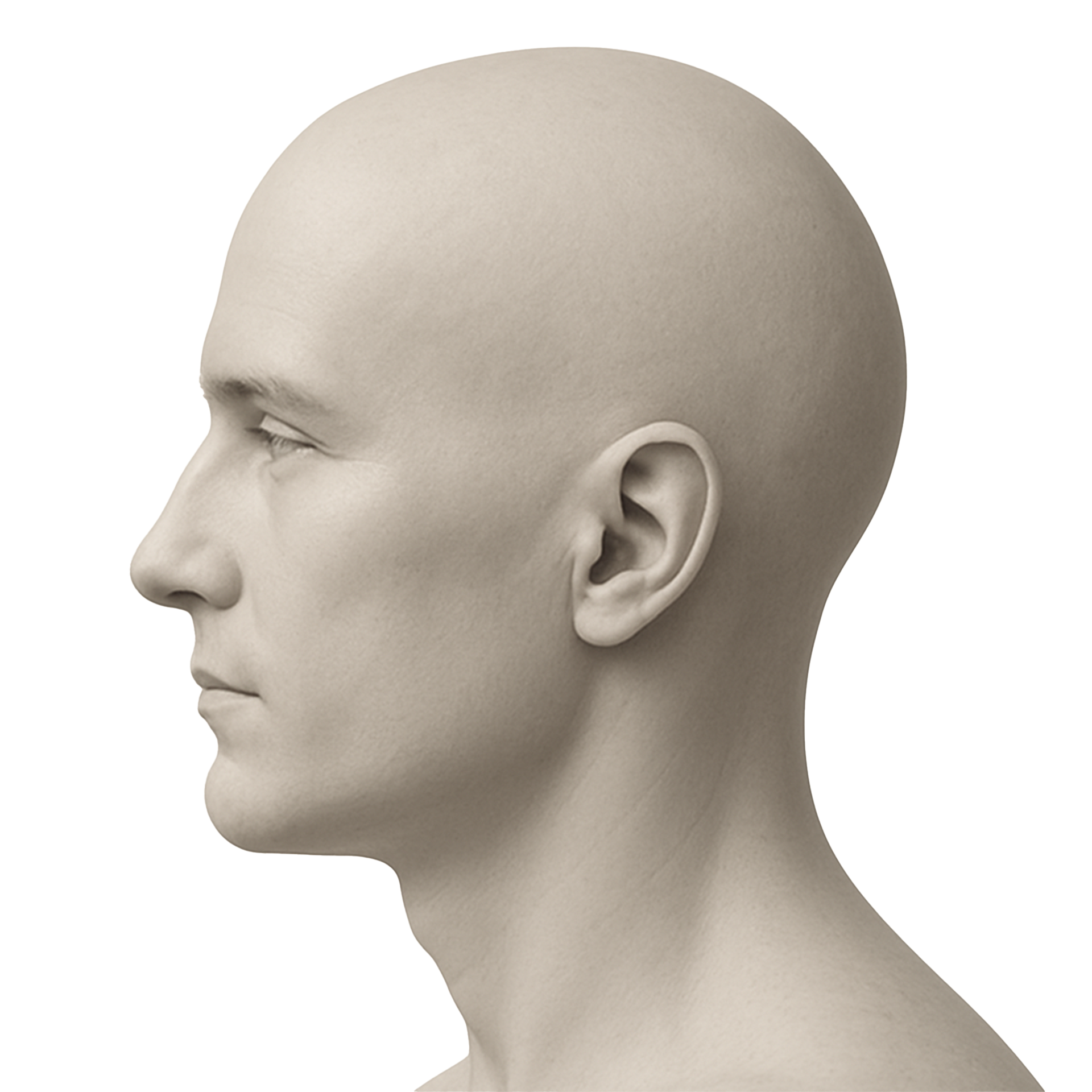 Head Side Profile